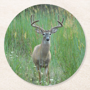 Rond Cerf blanc dans le Dessous de verre papier pré