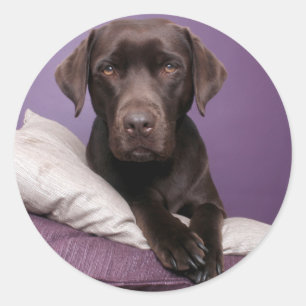 Rond Chocolat Brown Labrador Retriever Dog Sticker