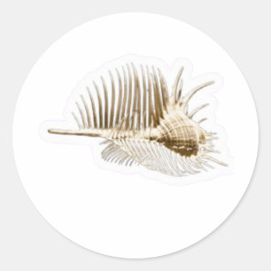 Rond Coquille Sticker Vénus Exotique Peigne Murex, Épin