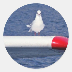 Rond Cute White Seagull - Sticker