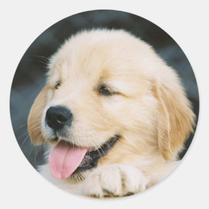 Rond Happy Golden Retriever Puppy Sticker