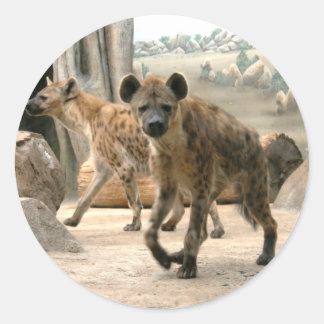 Rond Hyena Prend Un Sticker À Regarder