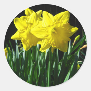 Rond Jaune jonquilles - Sticker
