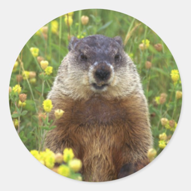 Rond Je suis Sticker pour la marmotte (Devant)