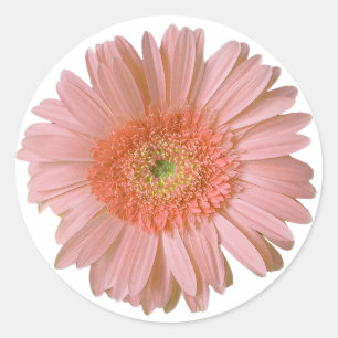 Rond Joli Sticker Gerber Daisy Peach