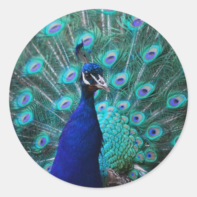 Rond Joli Sticker Peacock (Devant)