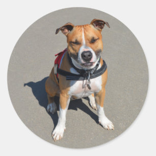 Rond Love American Staffordshire Sticker pour chien Ter