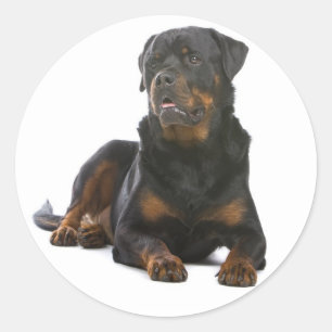 Rond Love Rottweiler Sticker Chien Chien Chien Chien / 