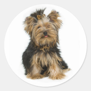 Rond Love Yorkshire Terrier Chien Chien Chien Sticker /