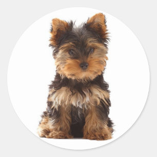 Rond Love Yorkshire Terrier Chien Chien Chien Sticker /