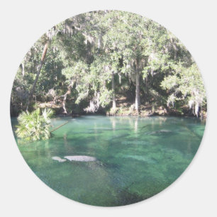 Rond Manatees at Blue Springs Sticker