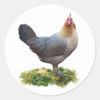 Rond Poulet avec Sticker à nid de Lichen