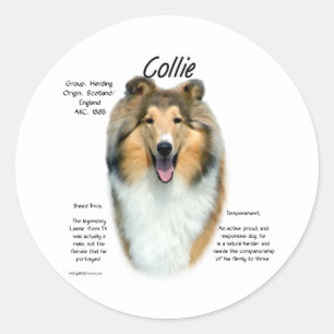 Rond Sable Rough Collie Rencontrez la race - Sticker