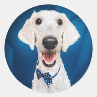 Rond Secourir chien Poodle Classic Round Sticker