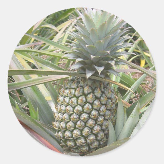Rond Sticker à ananas (Devant)