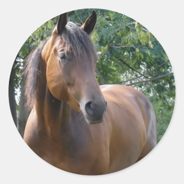 Rond Sticker à cheval Thoroughbred Bay (Devant)