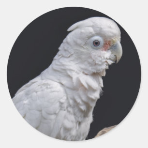 Rond Sticker à Cockatoo de Goffin