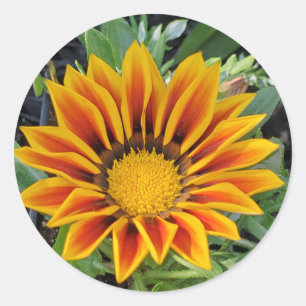 Rond Sticker à fleurs de Gazania