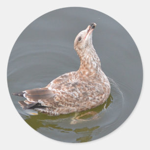 Rond Sticker à goélands de mer affamés