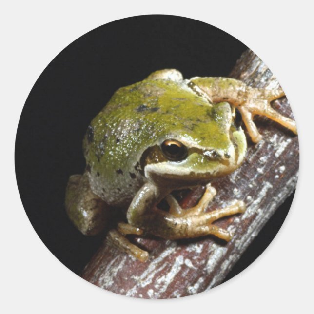 Rond Sticker à la grenouille (Devant)