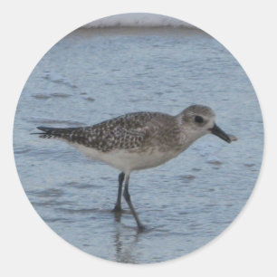 Rond Sticker à la plage de Tern Bird
