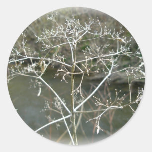 Rond Sticker à mauvaises herbes en dentelle