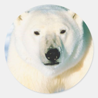 Rond Sticker à ours polaire