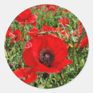 Rond Sticker à pavot Flandre