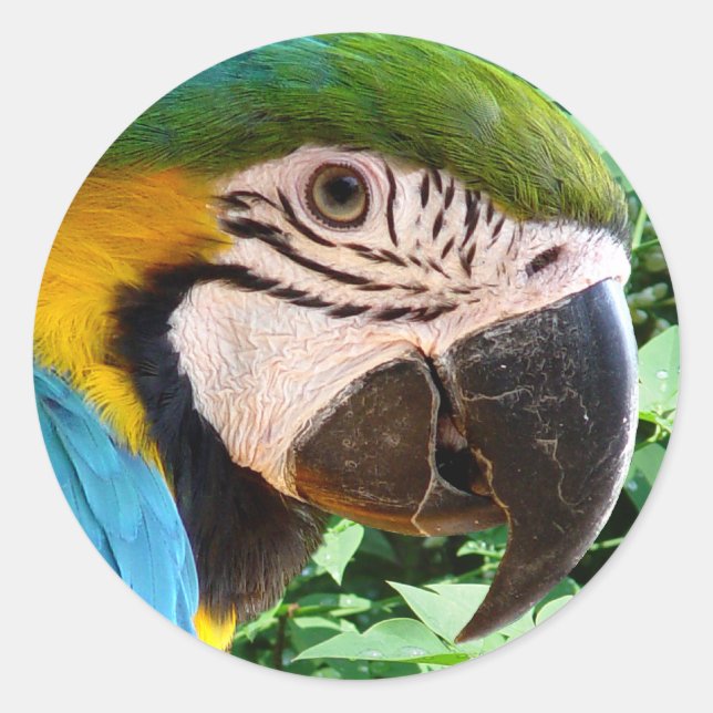 Rond Sticker à perroquet bleu Macaw (Devant)