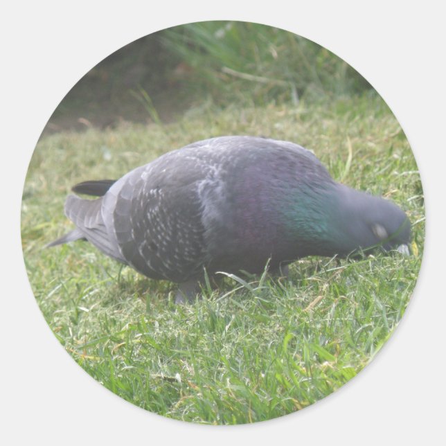 Rond Sticker à pigeon couchant (Devant)