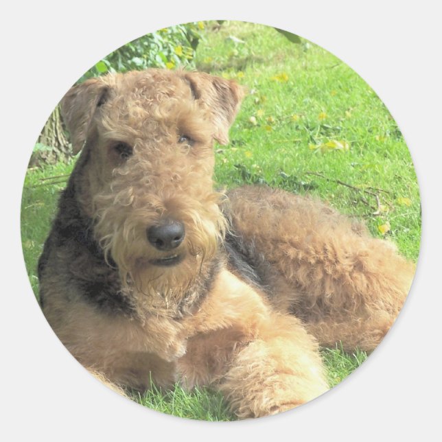 Rond Sticker Airedale Terrier (Devant)