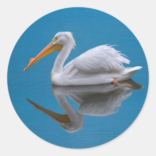 Rond Sticker américain blanc Pélican sur eau