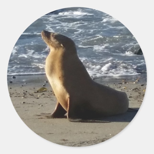 Rond Sticker au lion de mer (Devant)