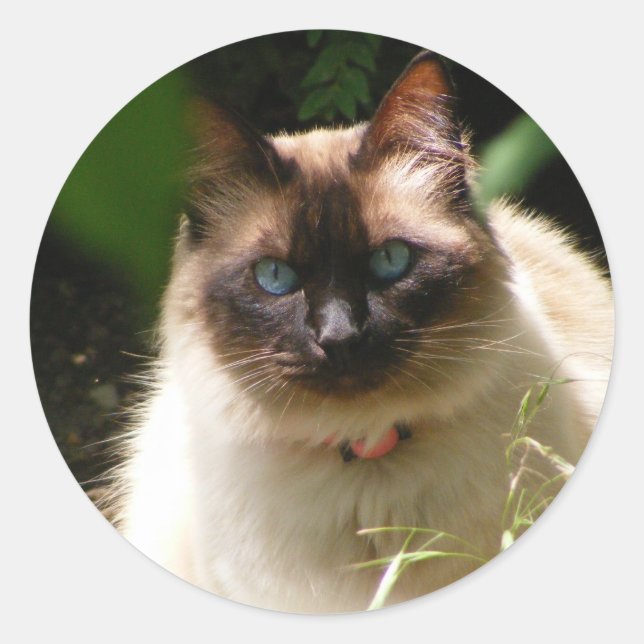 Rond Sticker avec beau chat (Devant)