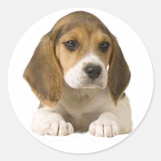 Rond Sticker beagle (Devant)