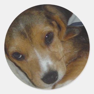 Rond Sticker beagle 2