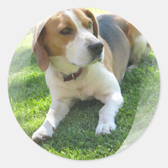 Rond Sticker beagle Hound Dog (Devant)