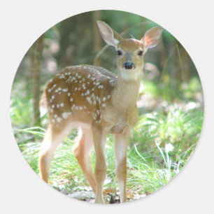 Rond Sticker blanc cerf