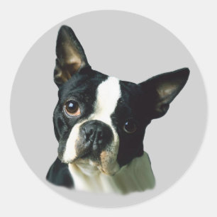 Rond Sticker Boston Terrier