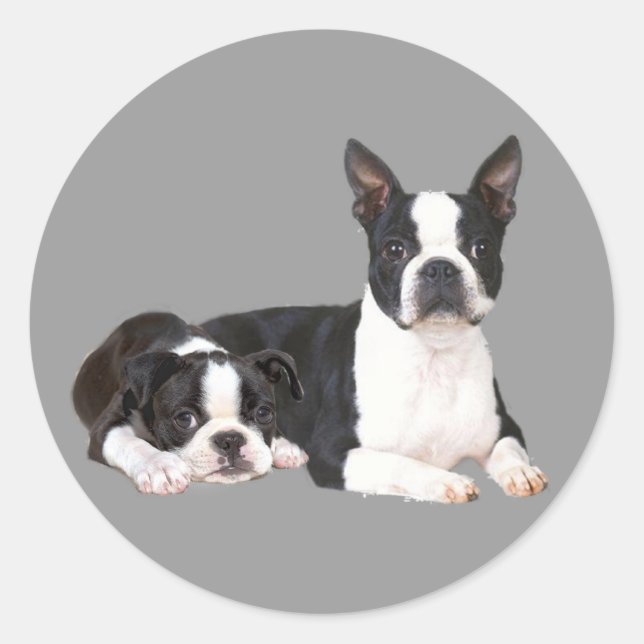 Rond Sticker Boston Terrier Buddies (Devant)