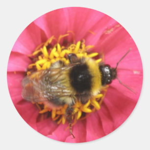 Rond Sticker Bumblebee