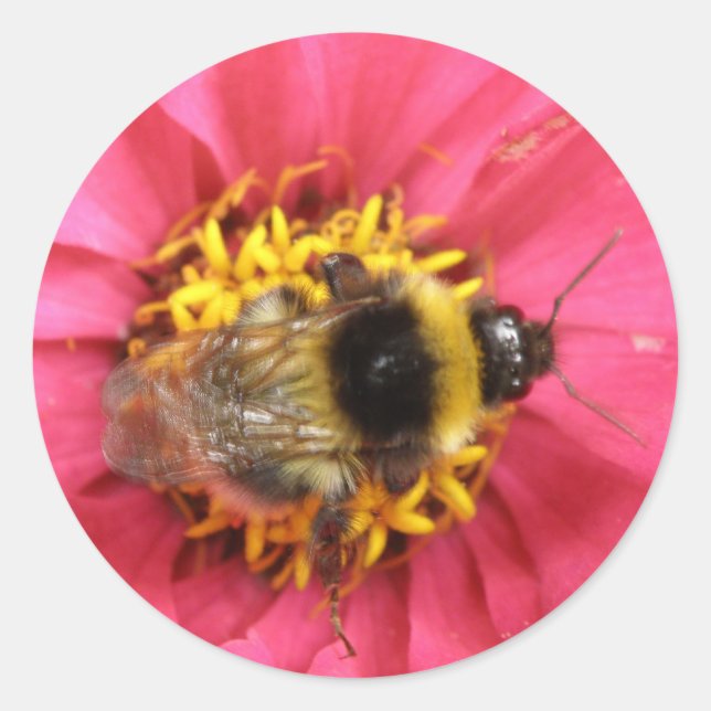 Rond Sticker Bumblebee (Devant)