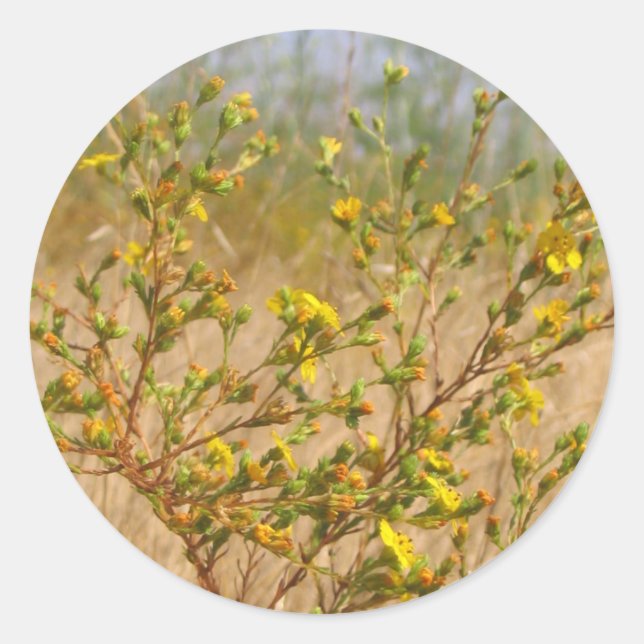 Rond Sticker Bush Fleurs Jaunes (Devant)