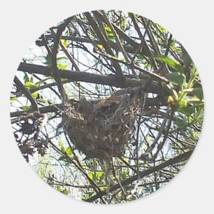 Rond Sticker Carré pour colibri dans l'arbuste Lilac