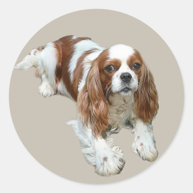 Rond Sticker Cavalier King Charles Spaniel (Devant)