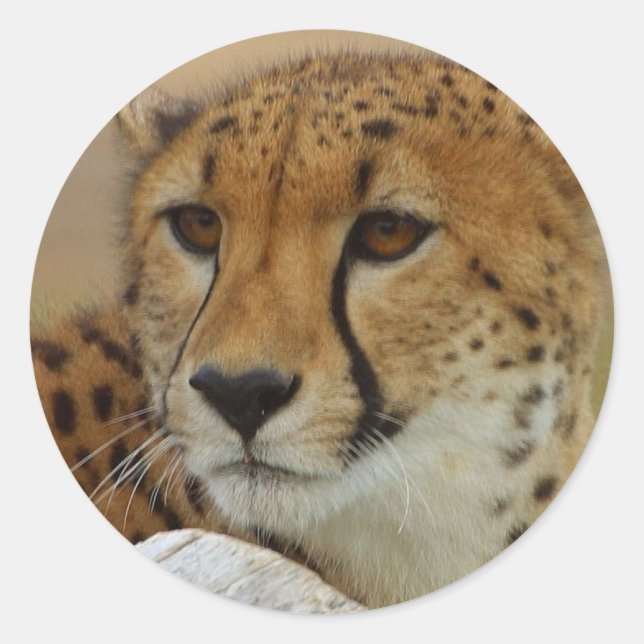 Rond Sticker Cheetah (Devant)