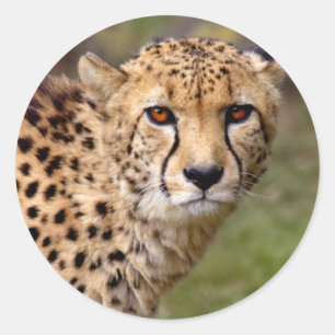 Rond Sticker Cheetah