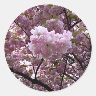 Rond Sticker Cherry Blossoms
