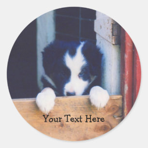 Rond Sticker Chien Chien Chien Chien Chien Colie