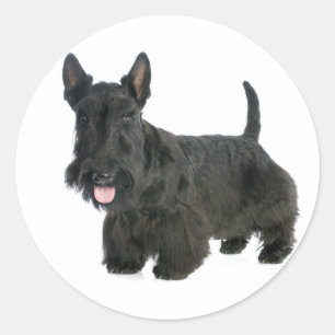 Rond Sticker Chien Chien Chien Chien Chien Noir Écossai